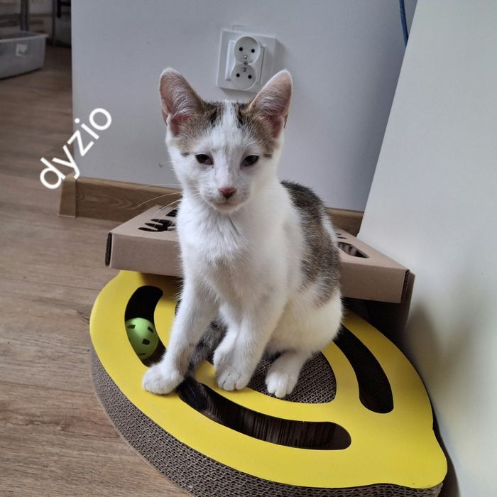 Dyzio - cudowny chłopak do adopcji