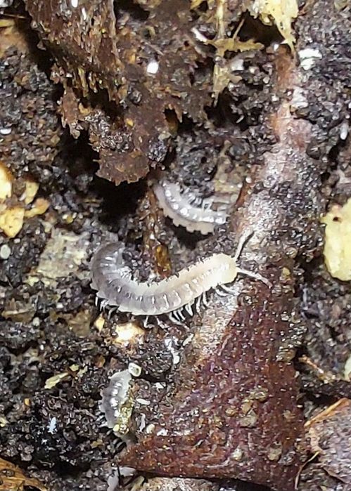 Desmoxytes planata