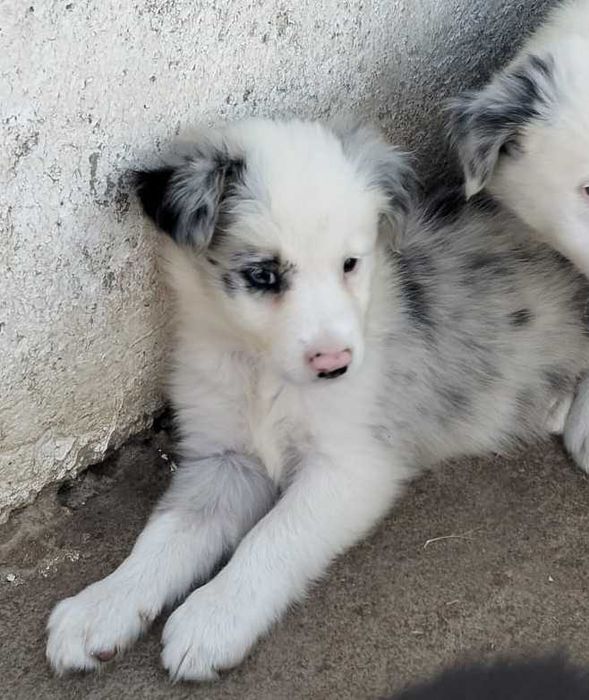Border collie blue merle com olho azul