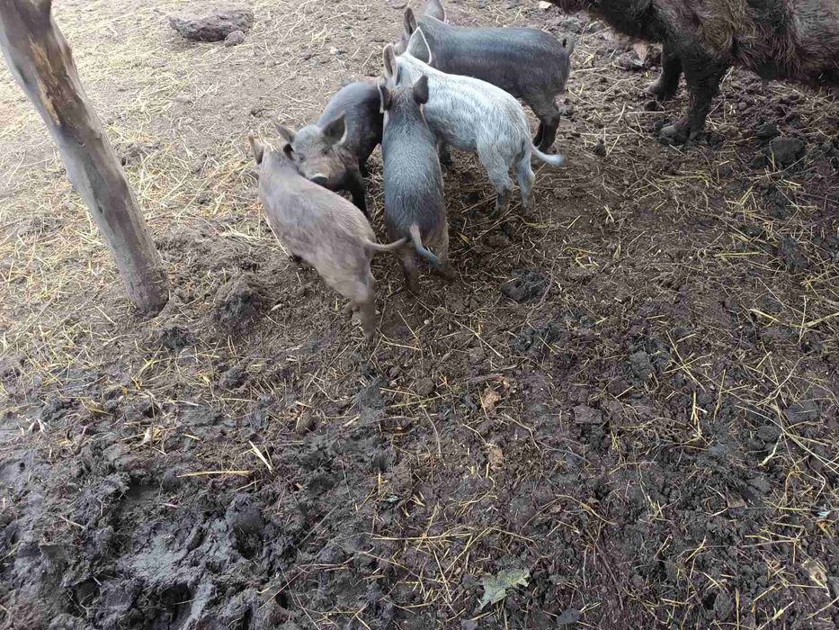 Поросята угорська мангалиця