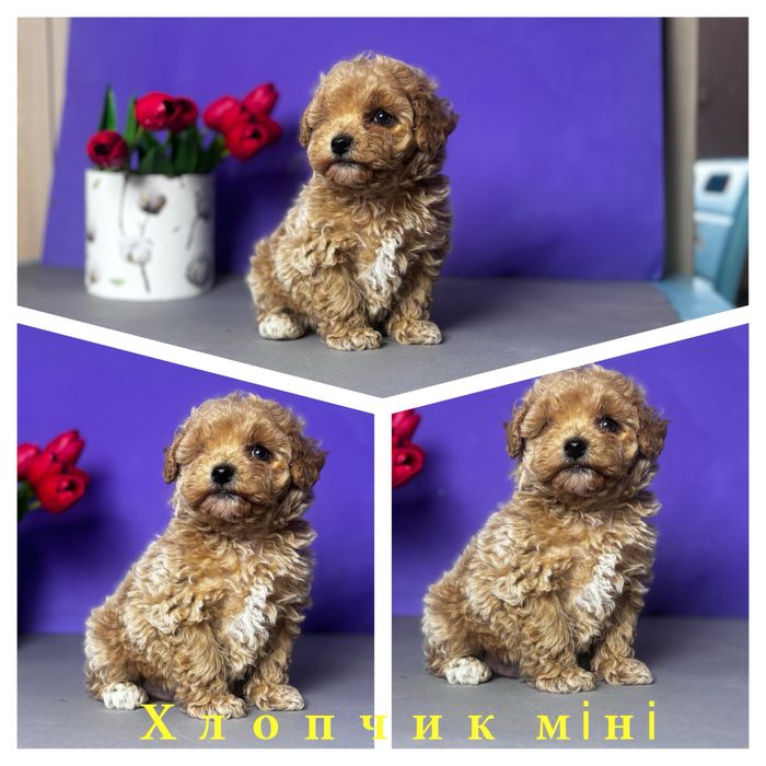 Лагідне цуцентко