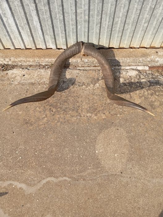 Cornos Antílope Africano Kudu 1 metro comprimento