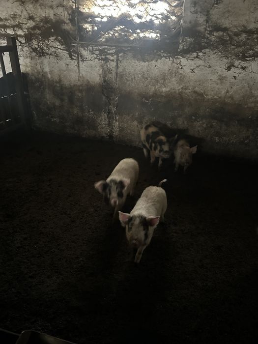 Мангали мангальскі свині вʼєтнамські