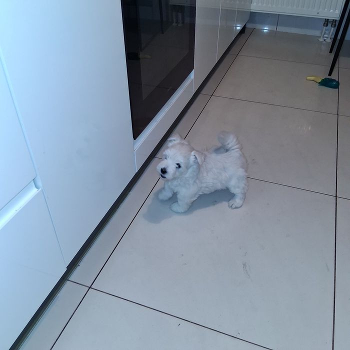 Śliczny Piesek  West