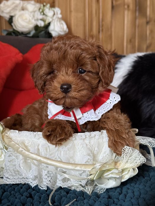 Мальтіпу, яскрава дівчинка.