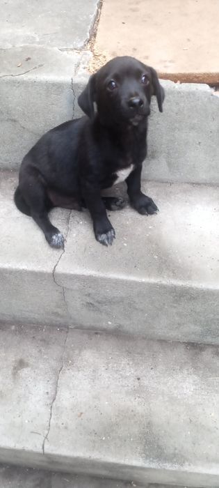 Cachorrinhos para adoção