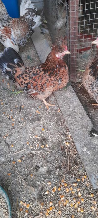 Aves adultas em lote
