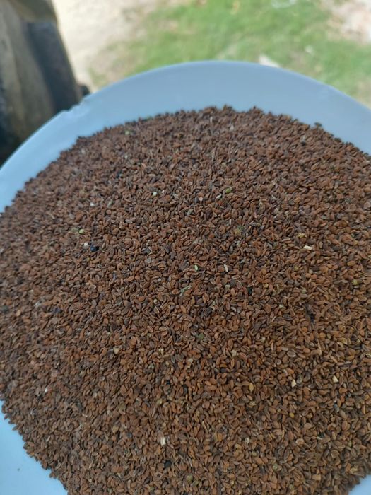 Facelia blękitna na poplon