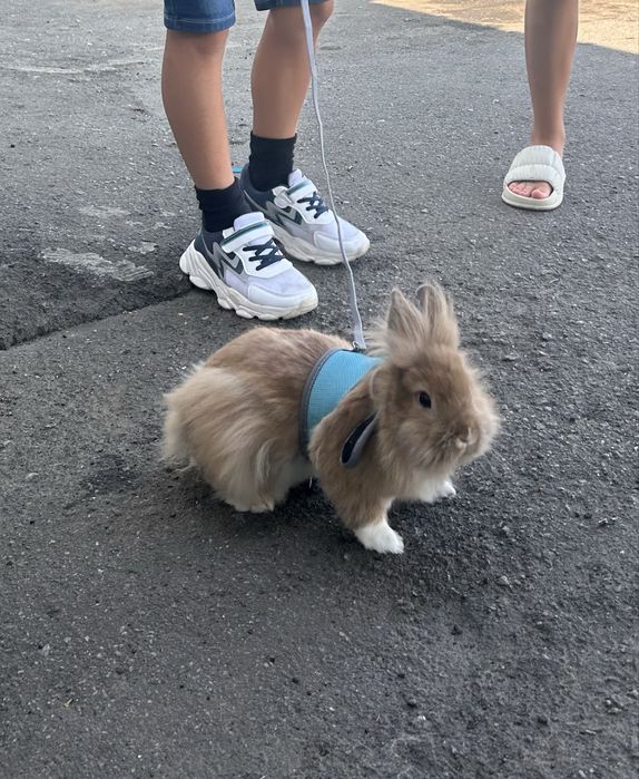 Декоративний кролик в хороші руки