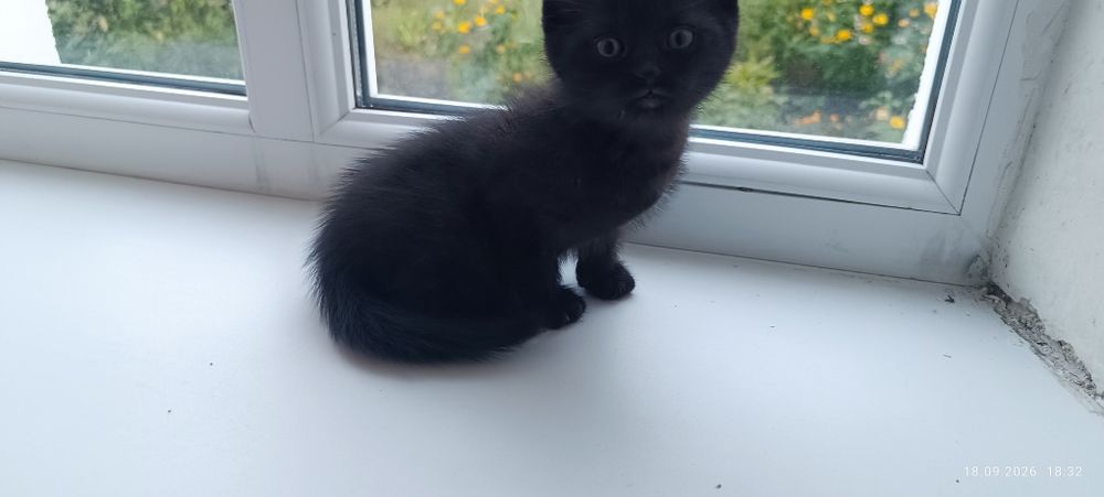 чорний котик кошеня