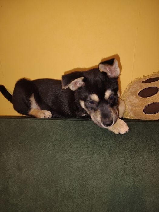 Найти семью для Дэи