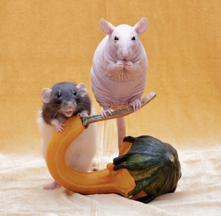 Щурик декортивний дамбо сфінкс