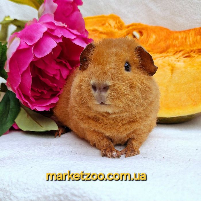 Шикарна яскрава дівчинка тедді,морская,морська свинка,морские,морські