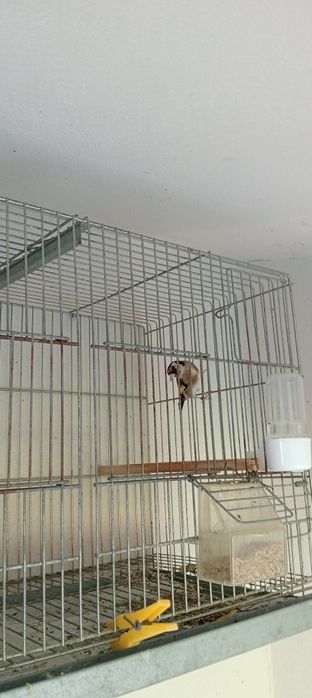 Alguns pássaros cedência