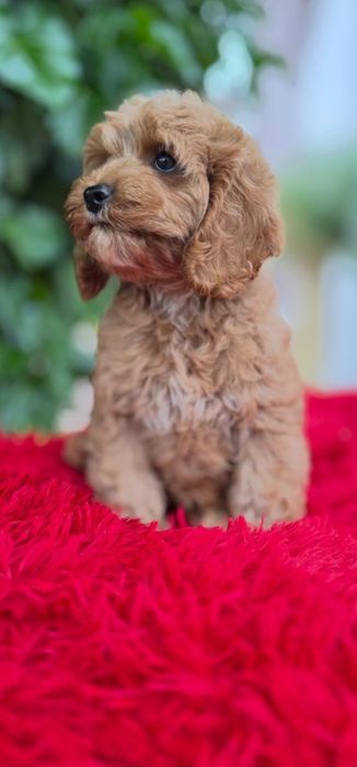 Cocapoo - cocker spaniel amerykański  I  czerwony pudelek
