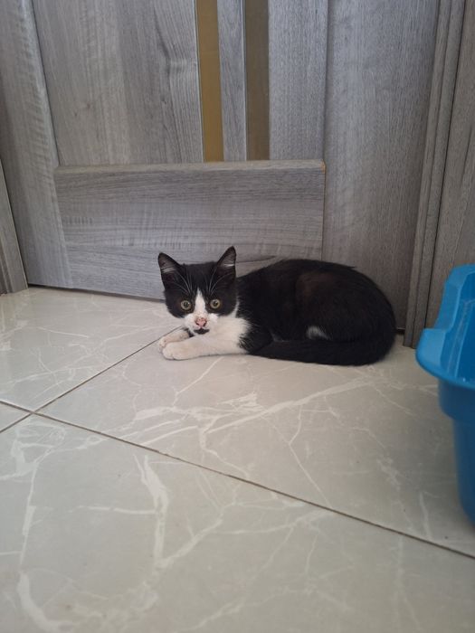 тваринки муркотунчики безкоштовно