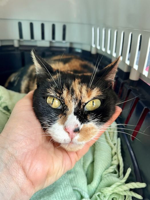 Mimi uma gata para adopção responsável