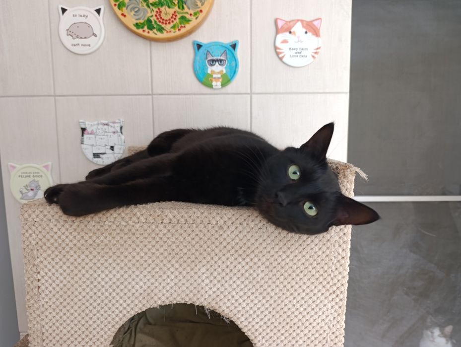 Два котика братика ищут дом.