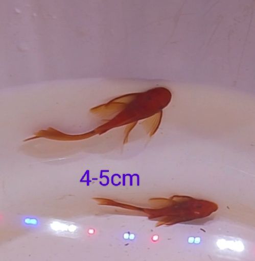 Super Red Long Fin zbrojnik Red  czerwony ancistrus glonojad