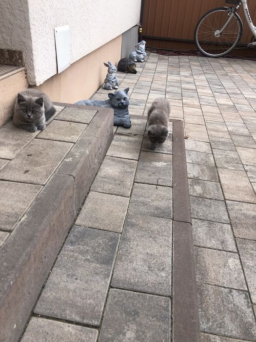 Продаються кошенята Британські прямовухі