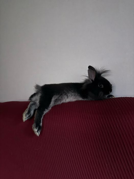 Vendo coelha ana mansa