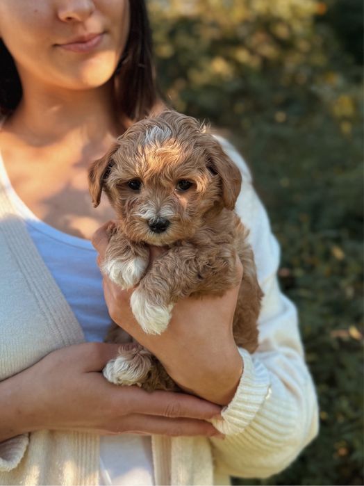 Дівчинка мальтіпу міні. Девочка мальтипу мини ф1