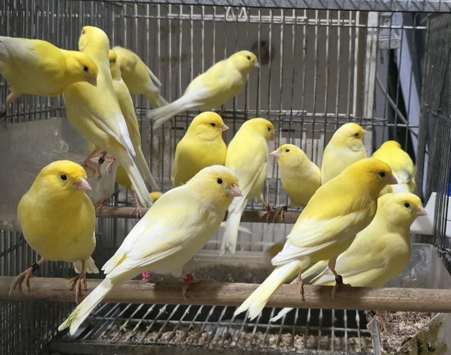 Vendo canários de raça