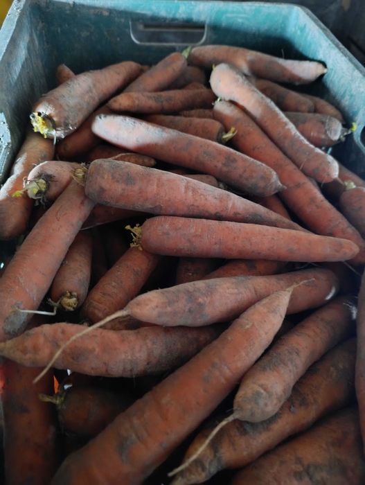 Marchew na sprzedaż