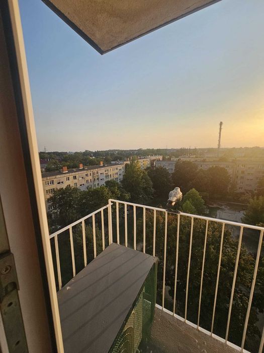 Wynajmę 3-pokojowe mieszkanie 48 m2 na osiedlu Staszica w Gorzowie Wlkp.