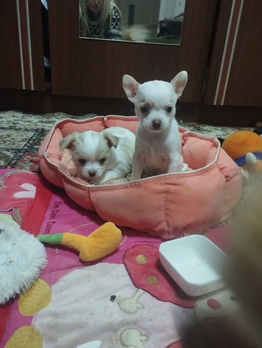 Цуценята чіхуахуа