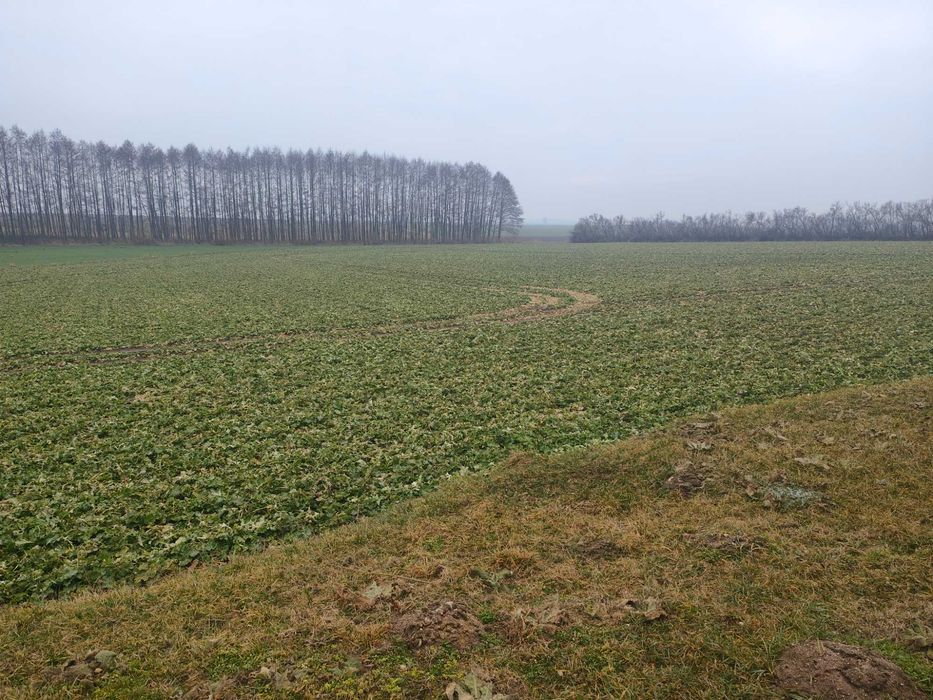 Działka rolna  Cieśle Małe Sprzedaż Dzierżawa