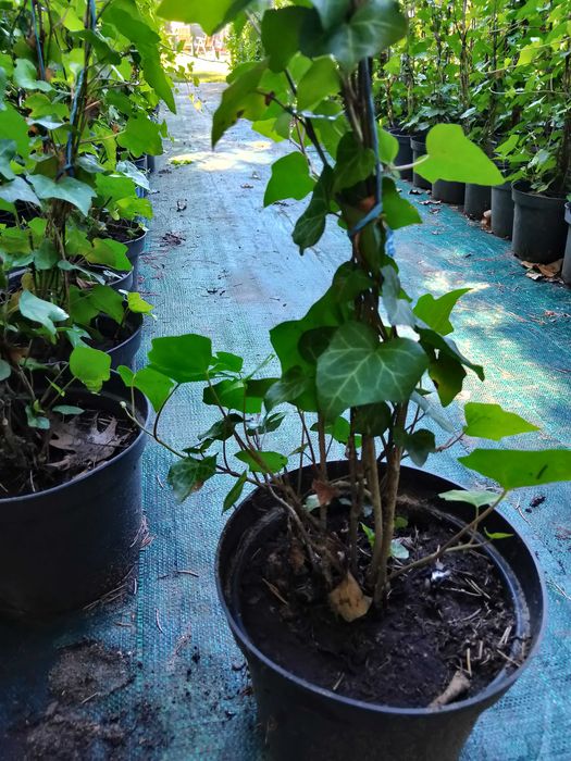 bluszcz   hedera helix , zimozielony do  150 cm