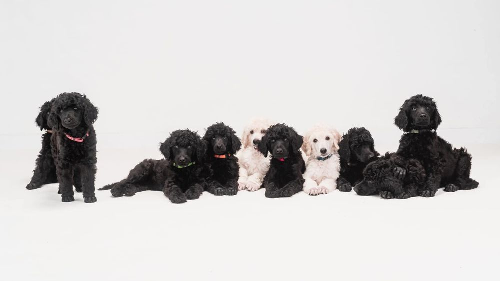 Pudel królewski FCI ZKWP **szczenięta**