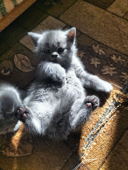 Продам шотландский котенок ( девочка)