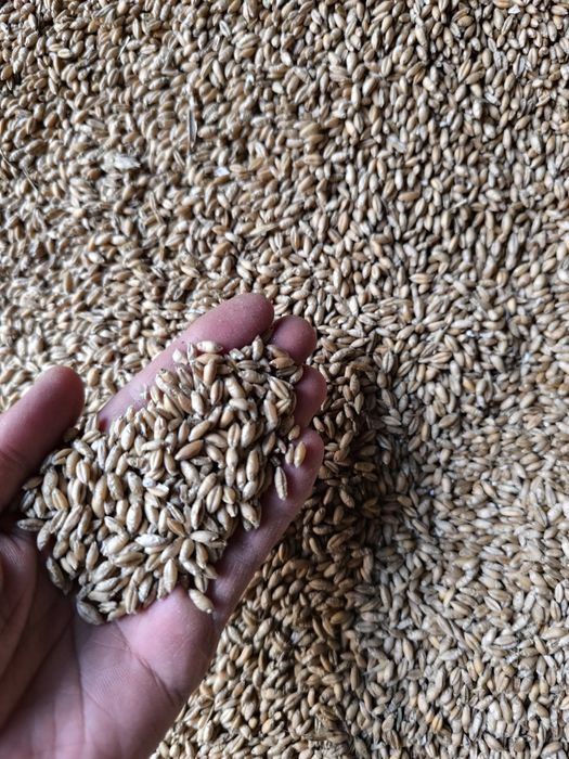 Pszenżyto ozime Tadeus