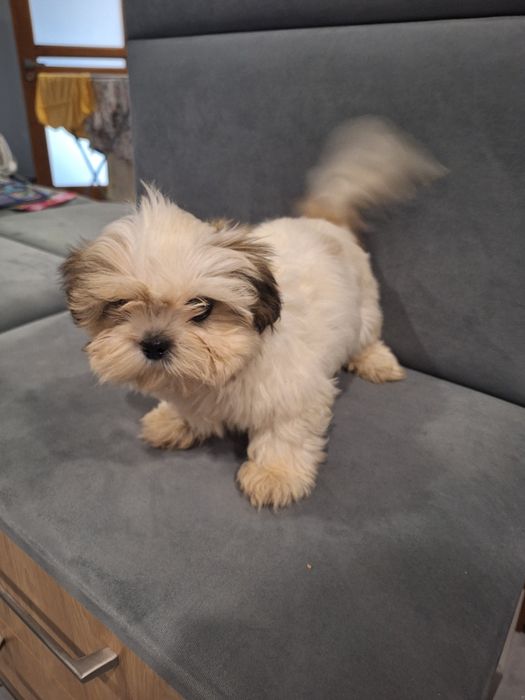 13 tyg piesek shih-tzu