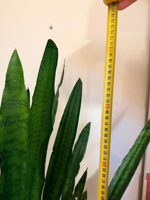 Сансев'єра, сансевієрія, тещин язик, рослина, вазонок