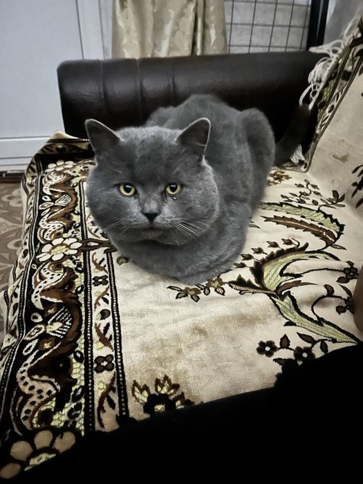 Прямовухий шотландець