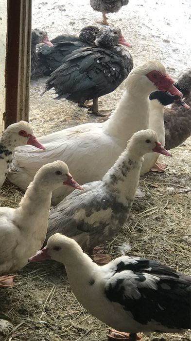 Продам мускусних качок на плем‘я