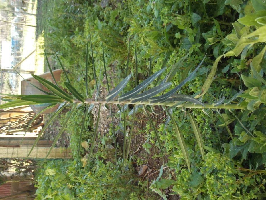 Planta da Toupeira (sementes)