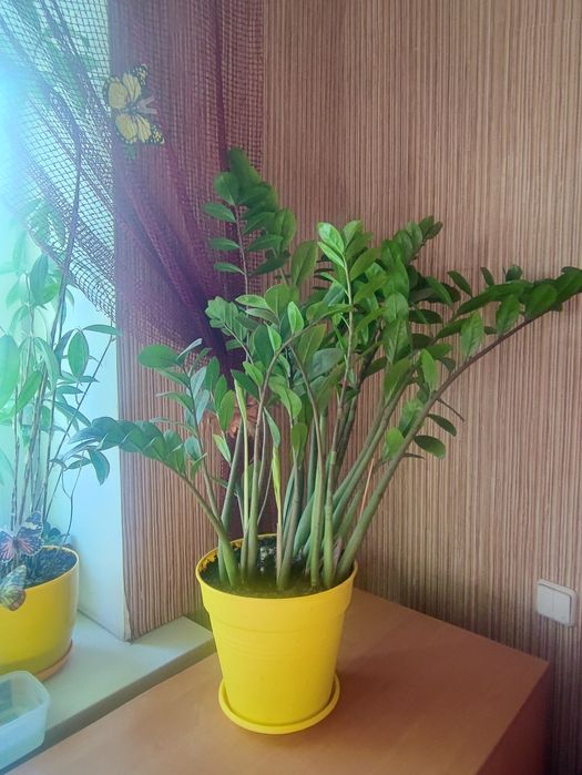 Продам кімнатні рослини