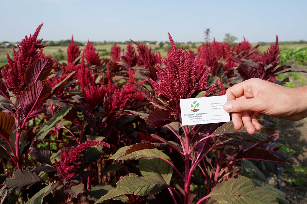 Амарант насіння (5 сортів) на посадку семена є безкоштовна доставка