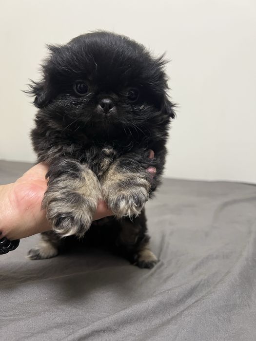 Маленькі Песики пекінеси