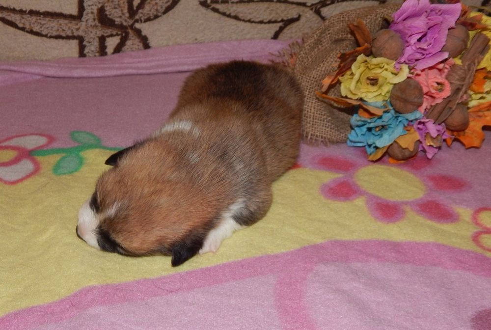 Мальчики Вельш Корги Пемброк