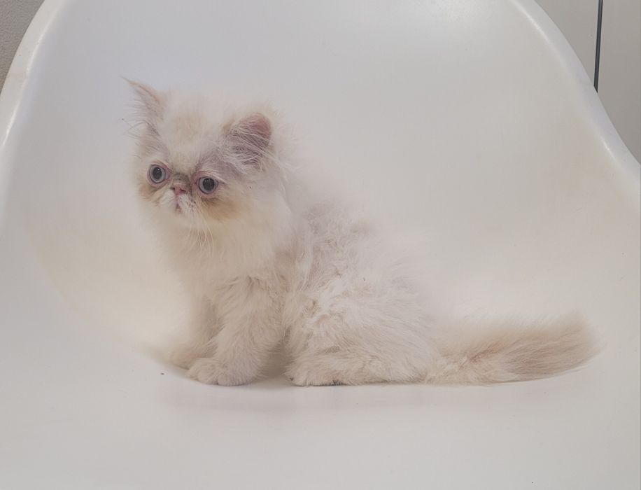 Gatinho persa macho