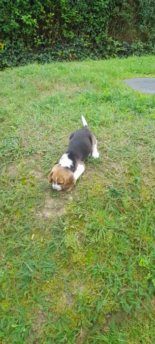 Suczka beagle dwumiesięczna bez rodowodu