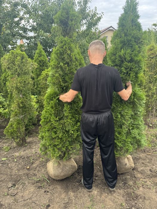 Продам тую Смарагд Супер!