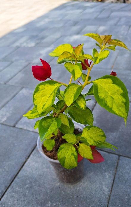 Bugenwilla  Sunstone Red sadzonka 14/16cm