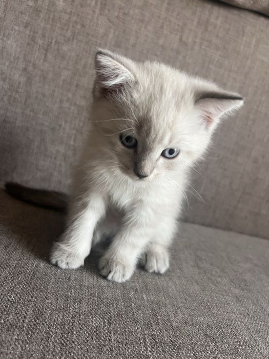 котенок смесь сиамский/шотландец мальчик