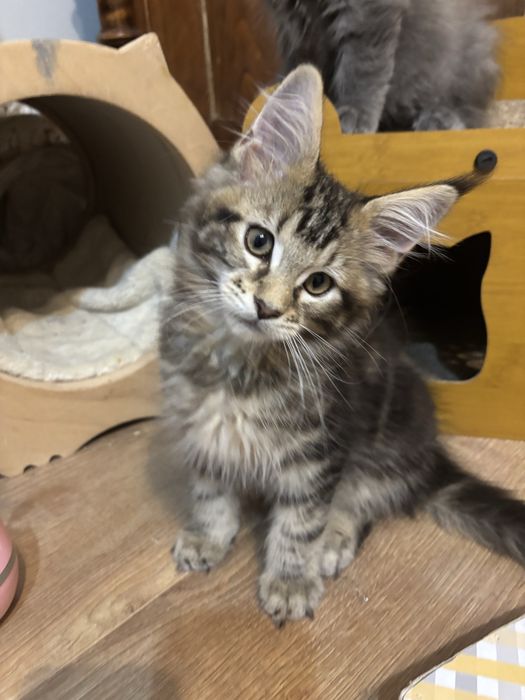 Kocurek  Maine Coon
